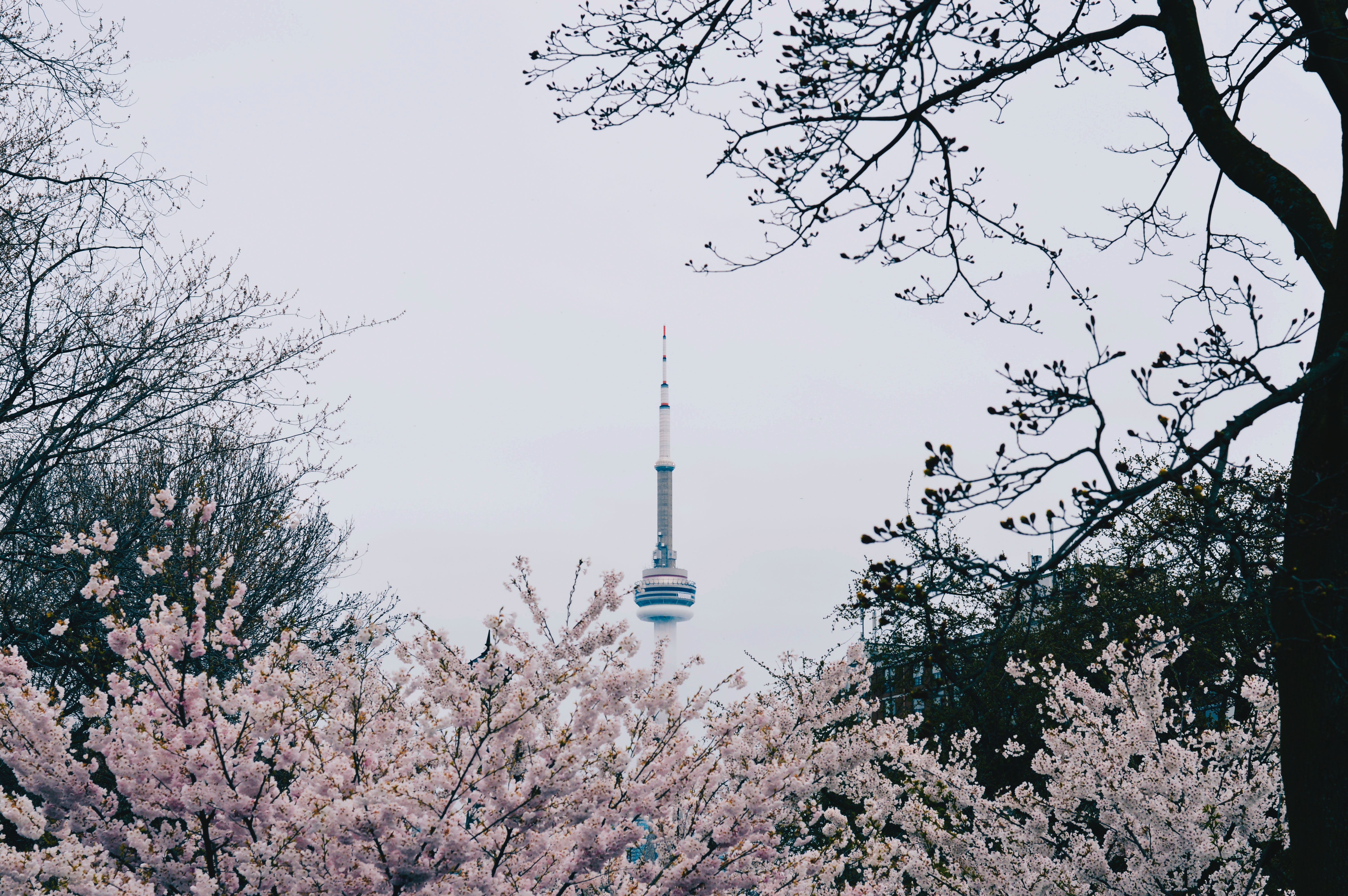 8 Spring Activities To do in Toronto