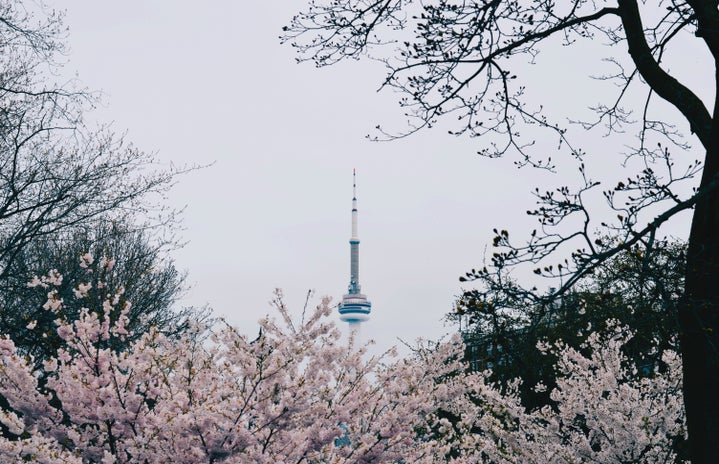 Cherry blossoms in Toronto