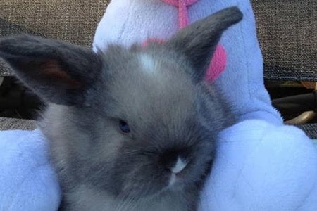 Baby rabbit sitting in front of a soft toy