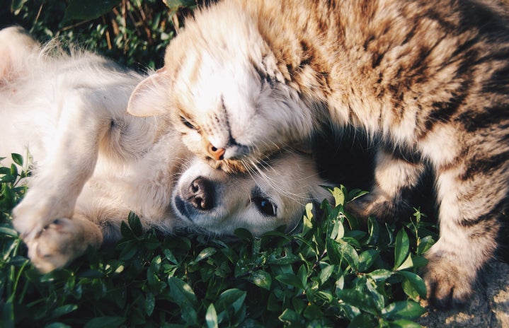 cat and dog on grass by Krista Mangulsone?width=719&height=464&fit=crop&auto=webp