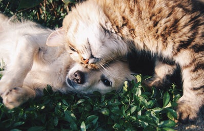 white dog and gray cat hugging