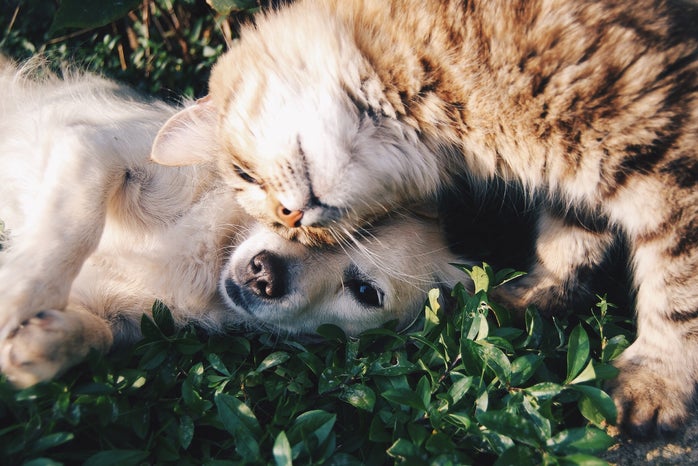 white dog and gray cat hugging