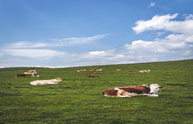 cows on a hillside