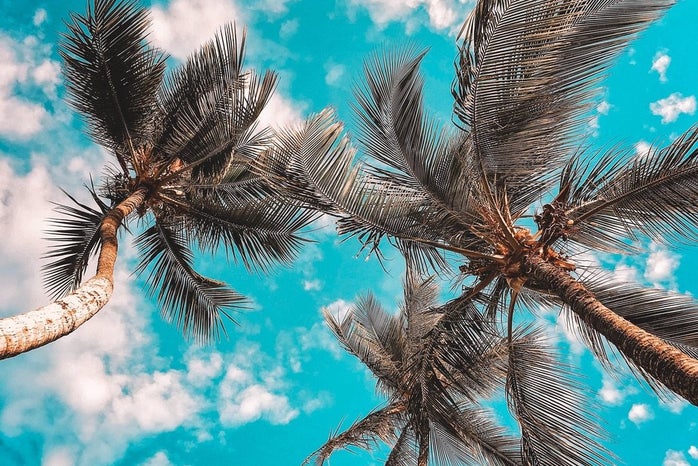 Florida palms