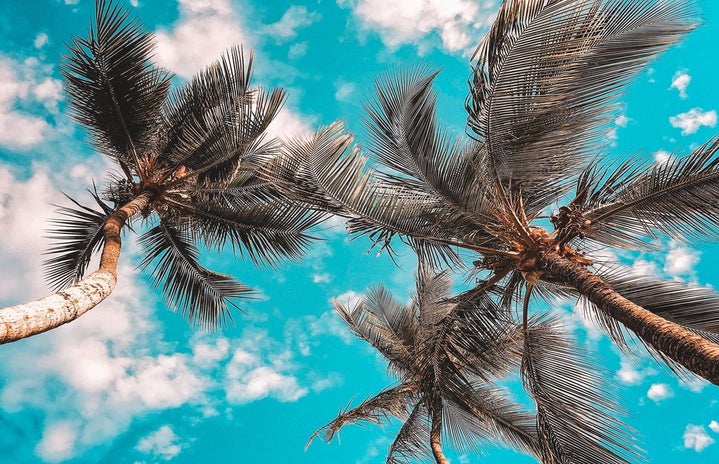 Florida palms by Leah Kelley?width=719&height=464&fit=crop&auto=webp