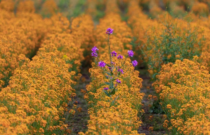 Purple flower in a field of yellow flowers
