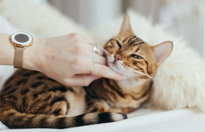 A hand petting a cat on a white pillow.