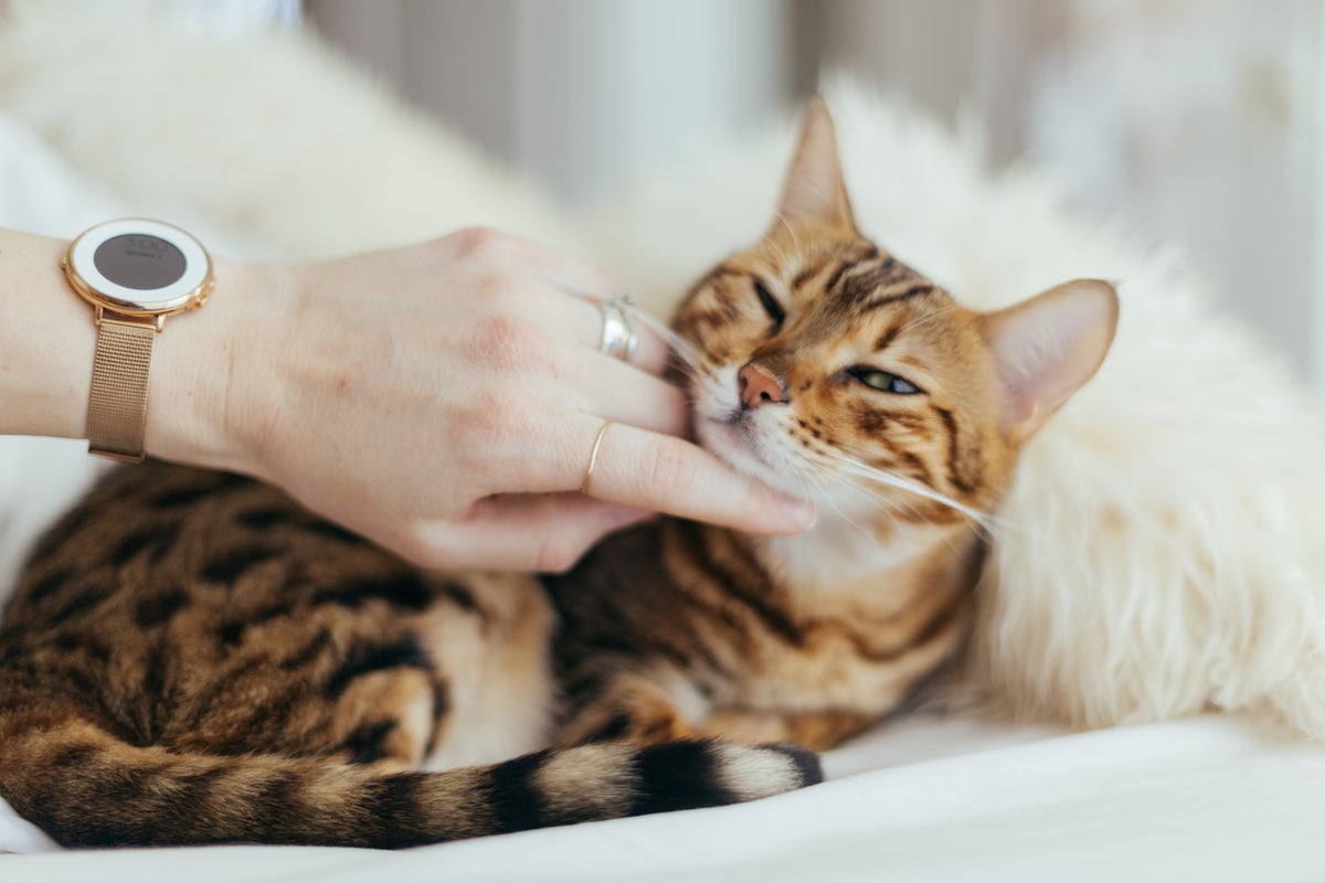 Tips From One Cat Owner to Another