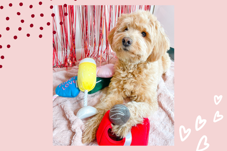 Dog with toys