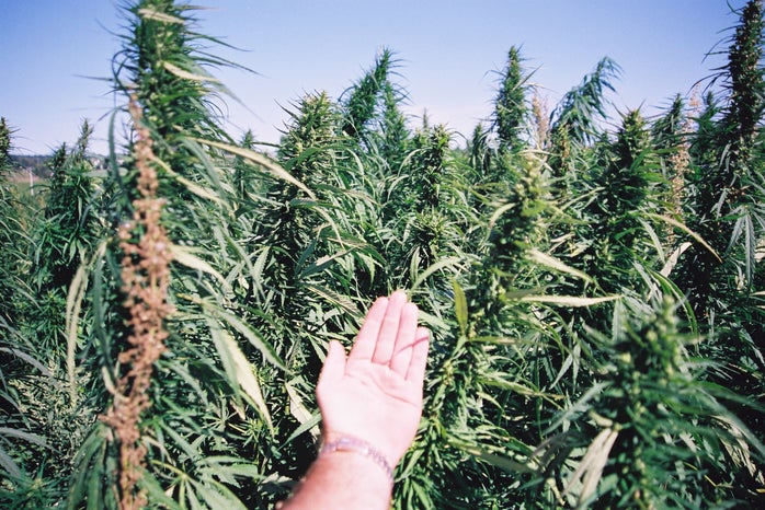 Image of hemp plants with a hand to emphasize the size of plants.