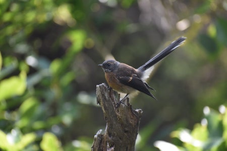 fantail