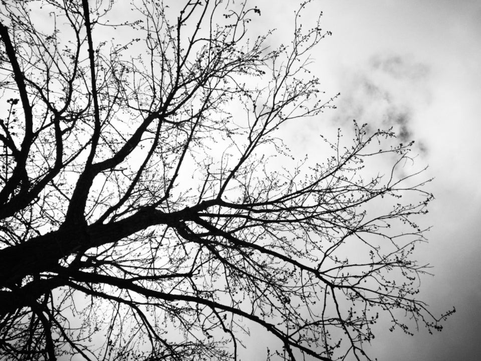 Black and white tree branches.