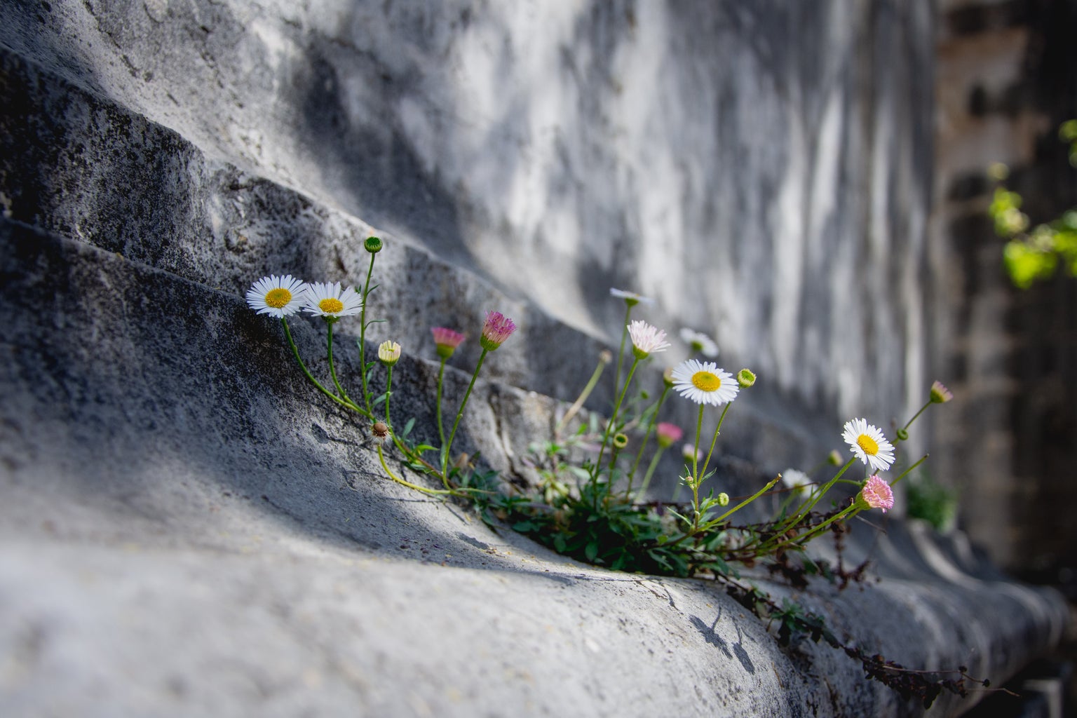 white and yellow flowers on grey concrete