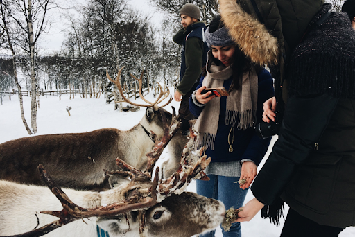 girls feeding reindeer