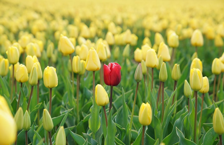A red tulip amongst a field of yellow tulips