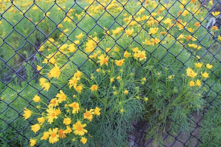 flowers fence bright summer happy fun
