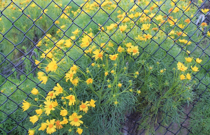 charlotte reader flowers fence bright summer happy fun?width=719&height=464&fit=crop&auto=webp