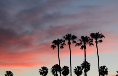 palm trees sunset pink sky fun adventure original