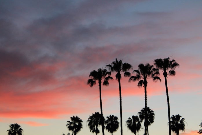 charlotte reader palm trees sunset pink sky fun adventure original?width=698&height=466&fit=crop&auto=webp