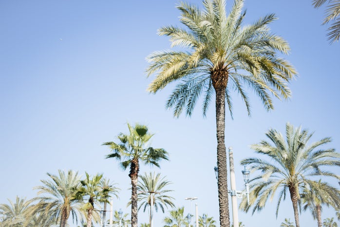 study abroad spain barcelona palm trees beach summer sunny tropical