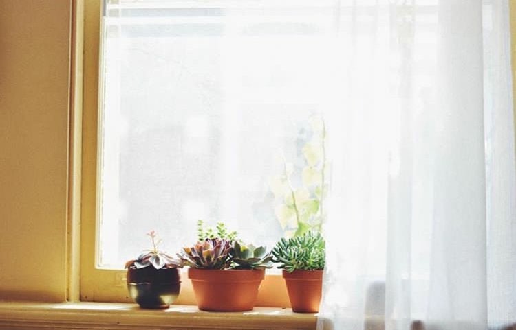 window sun curtains plants apartment