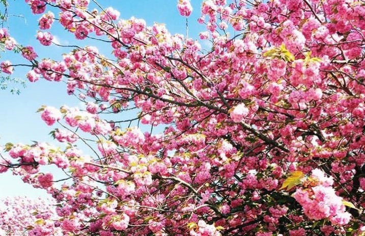 jackie ryan nature flowers spring pink?width=719&height=464&fit=crop&auto=webp