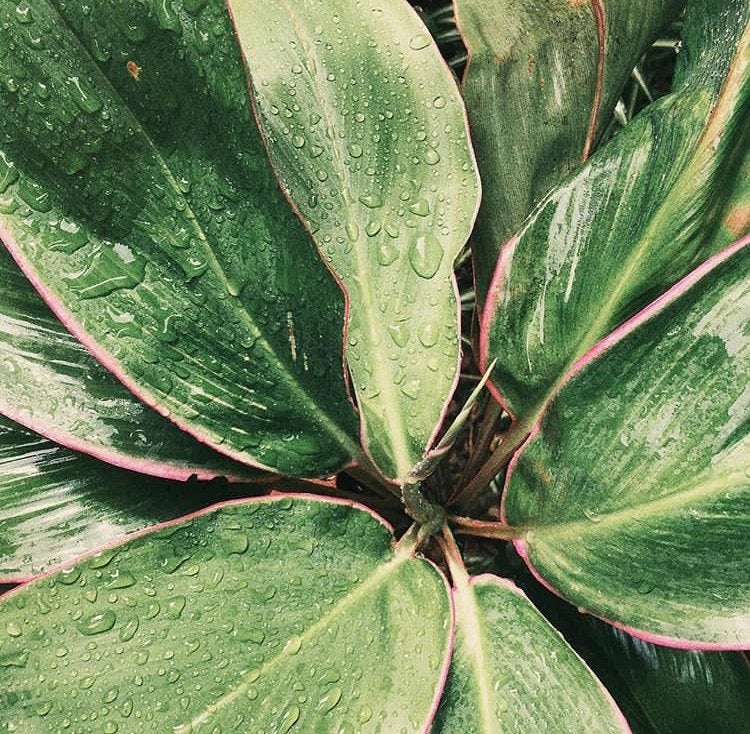 rain leaves nature green plant