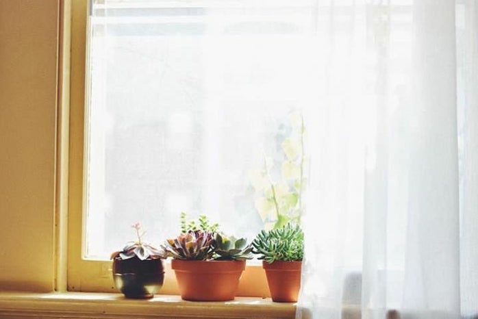anna thetard window sun curtains plants apartment?width=698&height=466&fit=crop&auto=webp