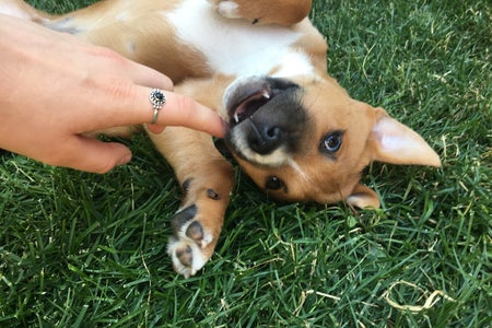 Puppy Hand Fun Ring Summer Hapy Original