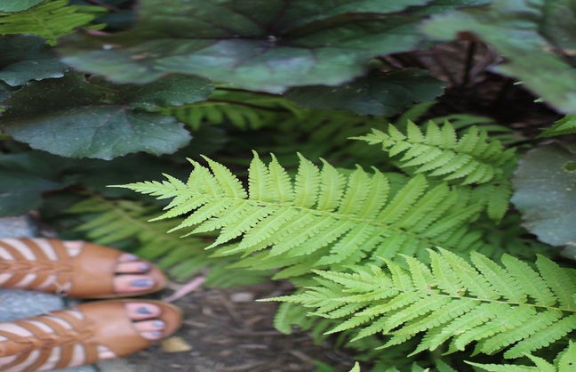 The Lalasandals And Ferns