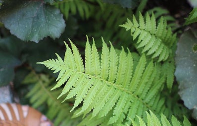 The Lalasandals And Ferns