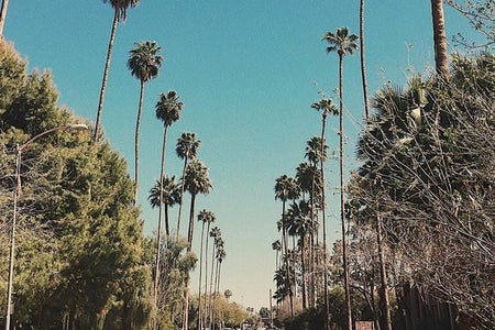Palm Trees California Street Blue Skies