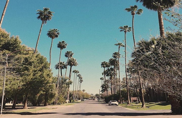 Palm Trees California Street Blue Skies
