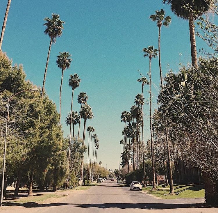 Palm Trees California Street Blue Skies