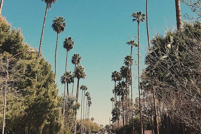 tessa pesicka palm trees california street blue skies?width=698&height=466&fit=crop&auto=webp