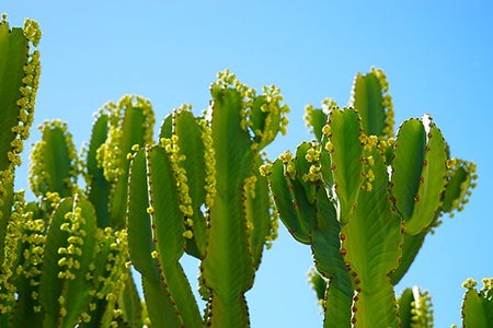 Cameron Smith-Cacti Blue Sky