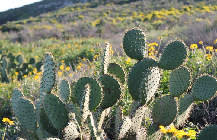 charlotte reader cactus flowers plants california hiking original?width=719&height=464&fit=crop&auto=webp