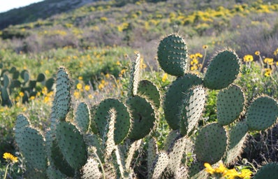 Cactus Flowers Plants California Hiking Original