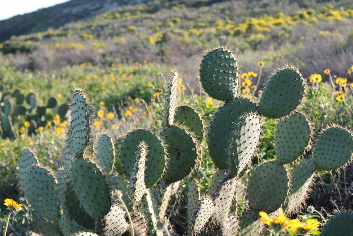 charlotte reader cactus flowers plants california hiking original?width=698&height=466&fit=crop&auto=webp