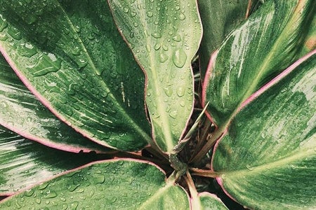 Rain Leaves Nature Green Plant
