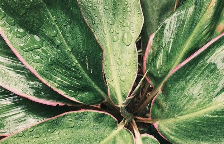 Rain Leaves Nature Green Plant