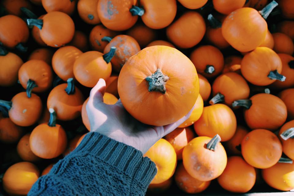 Small Pumpkin In Hand