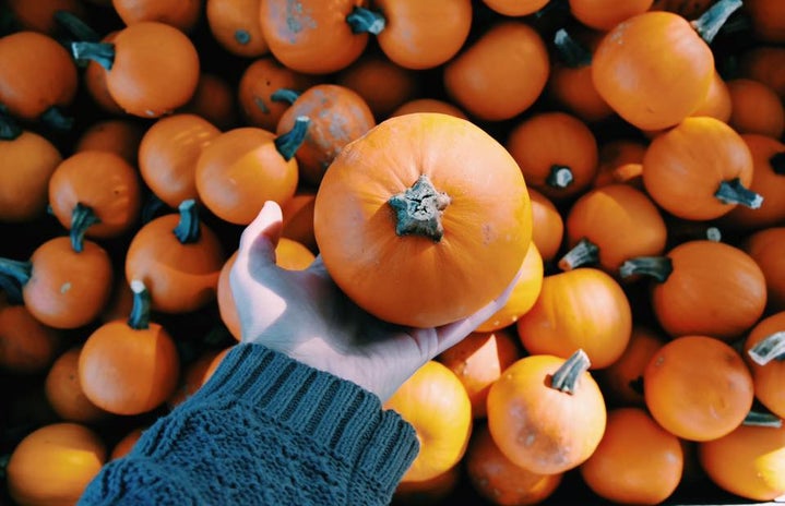 Small Pumpkin In Hand