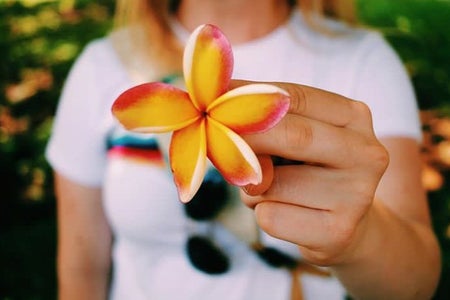 Tropical Flower Bright Nature