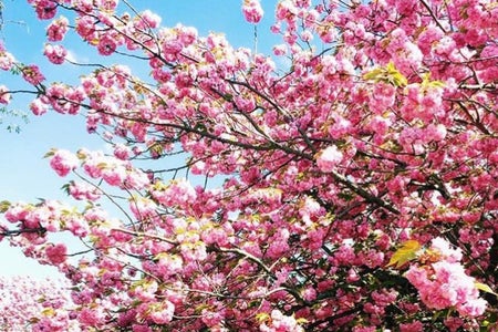 Nature Flowers Spring Pink