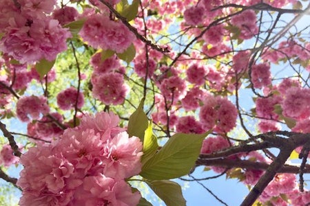 Spring Flowers Pink Summer Warm Weather Season Color Bloom Beautiful Trees Flowers Life Happy Bright Fun Outside Outdoors Calm