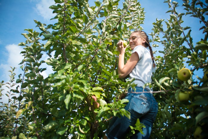 Alex Frank apple orchard girl picking apples?width=698&height=466&fit=crop&auto=webp