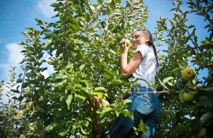 Alex Frank apple orchard girl picking apples?width=719&height=464&fit=crop&auto=webp