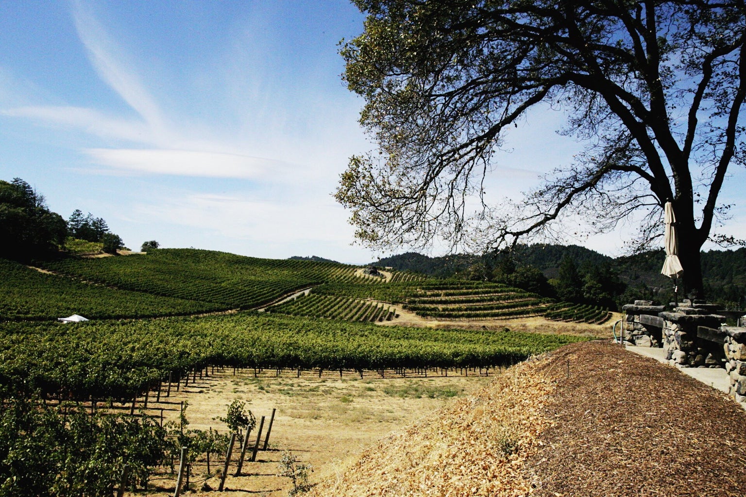 Vineyard Landscape