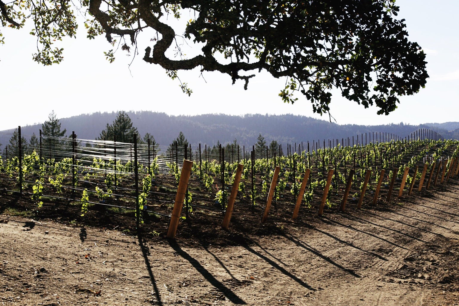 Vineyard